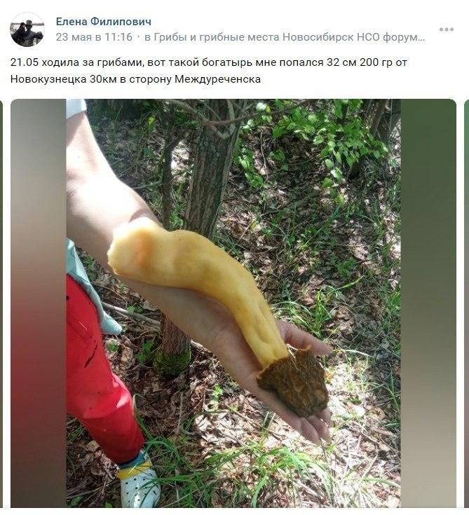 Фото Фотографией грибом размером в полруки поделилась сибирячка с новосибирскими любителями тихой охоты 2